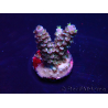 WYSIWYG Acropora acclimated LED