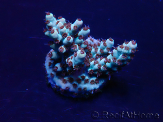 WYSIWYG Acropora Mariculture acclimated LED