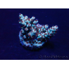 WYSIWYG Acropora Maricoltura acclimatata a LED