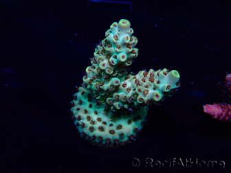 WYSIWYG Acropora acclimatata led