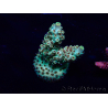 WYSIWYG Acropora aclimatado led