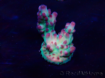 WYSIWYG Acropora Maricultura aclimatada LED