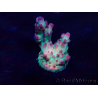 WYSIWYG Acropora Maricultura aclimatada LED