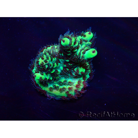 WYSIWYG Acropora Maricultura aclimatada LED