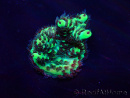 WYSIWYG Acropora Maricoltura acclimatata a LED