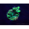 WYSIWYG Acropora Maricoltura acclimatata a LED