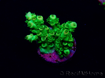 WYSIWYG Acropora tenuis 15C7 Mariculture acclimaté led