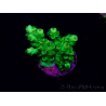 WYSIWYG Acropora tenuis Maricoltura acclimatata a led