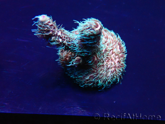 WYSIWYG Acropora millepora 15E1 Mariculture acclimaté led