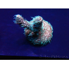 WYSIWYG Acropora aclimatado led