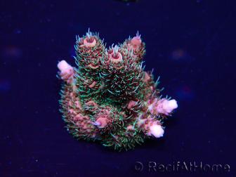 WYSIWYG Acropora Mariculture acclimated LED