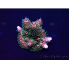 WYSIWYG Acropora Maricultura aclimatada LED