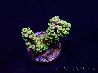 WYSIWYG Acropora 15F6 Mariculture acclimaté led