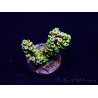 WYSIWYG Acropora 15F6 Mariculture acclimaté led