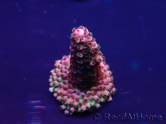 WYSIWYG Acropora 15F11 Mariculture acclimaté led