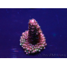 WYSIWYG Acropora 15F11 Mariculture acclimaté led