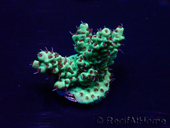 WYSIWYG Acropora 15G2 Mariculture acclimaté led