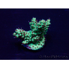 WYSIWYG Acropora Marikultur akklimatisiert LED