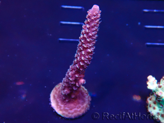 WYSIWYG Acropora 15G7 Maricultura aclimatada led