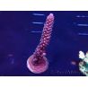 WYSIWYG Acropora Marikultur akklimatisiert LED