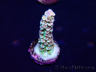 WYSIWYG Acropora tenuis Maricultura aclimatada con LED