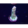 WYSIWYG Acropora Australia acclimated LED