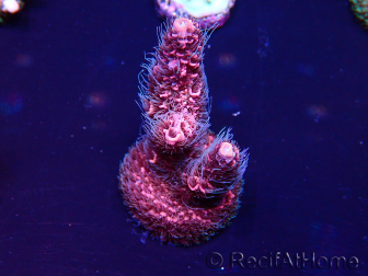 WYSIWYG Acropora millepora Maricultura aclimatada LED