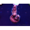 WYSIWYG Acropora millepora 15H2 Mariculture acclimaté led