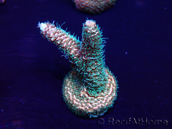 WYSIWYG Acropora Marikultur akklimatisiert LED