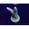 WYSIWYG Acropora millepora Maricultuur geacclimatiseerd LED