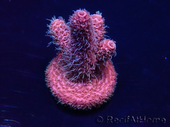 WYSIWYG Acropora millepora Mariculture acclimaté led