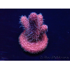 WYSIWYG Acropora millepora Mariculture acclimaté led