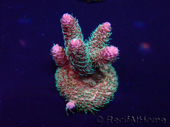 WYSIWYG Acropora millepora 15I5 Mariculture acclimaté led