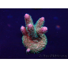WYSIWYG Acropora Marikultur akklimatisiert LED