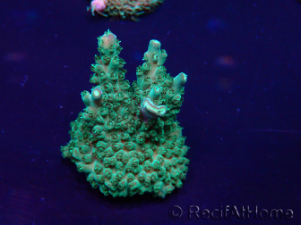 WYSIWYG Acropora 15I7 Mariculture acclimated LED