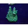 WYSIWYG Acropora 15I7 Maricultura aclimatada led