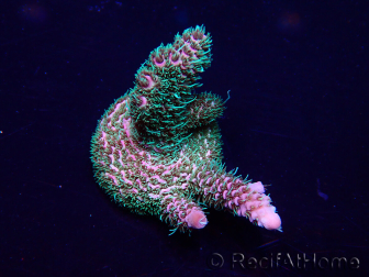 WYSIWYG Acropora millepora 15I9 Mariculture acclimaté led