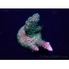 WYSIWYG Acropora millepora 15I9 Mariculture acclimaté led