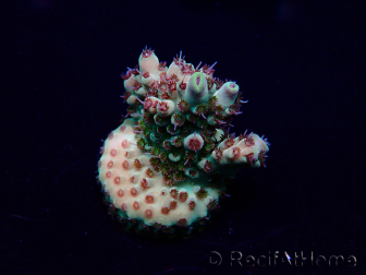 WYSIWYG Acropora Mariculture acclimaté led