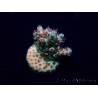 WYSIWYG Acropora 15J1 Mariculture acclimaté led