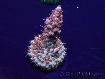 WYSIWYG Acropora Marikultur akklimatisiert LED