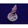 WYSIWYG Acropora Maricultura aclimatado LED