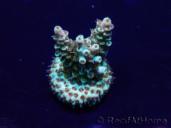 WYSIWYG Acropora Mariculture acclimated LED