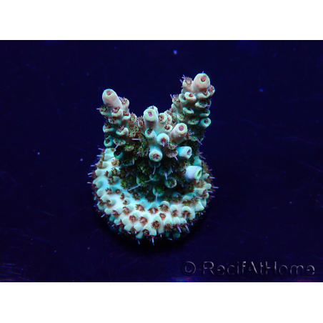 WYSIWYG Acropora Maricultura aclimatada LED
