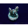 WYSIWYG Acropora Maricoltura acclimatata a LED