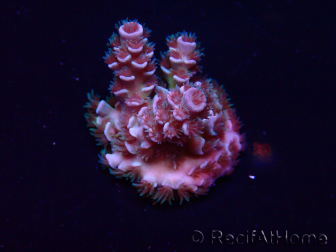 WYSIWYG Acropora Maricoltura acclimatata a LED
