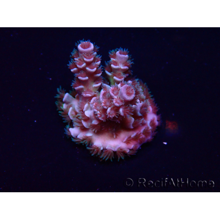 WYSIWYG Acropora Mariculture acclimated LED