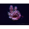 WYSIWYG Acropora Maricoltura acclimatata a LED