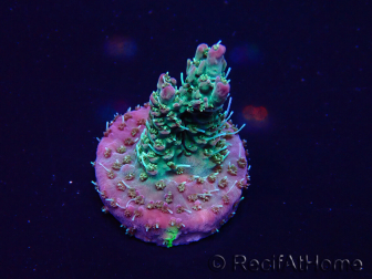 WYSIWYG Acropora Australie acclimaté led