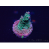 WYSIWYG Acropora Australien akklimatisiert LED
